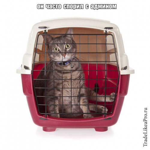 cat closed inside pet carrier isolated on white backgroundfotolia for jbaum