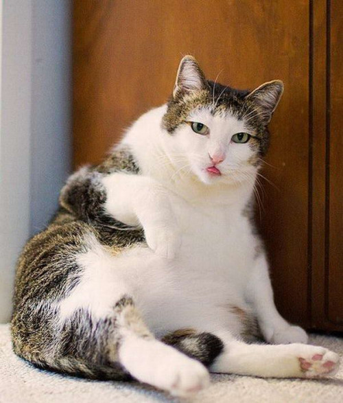 fat_cat_pictures-funny-animals-photos-images-bajiroo.jpg