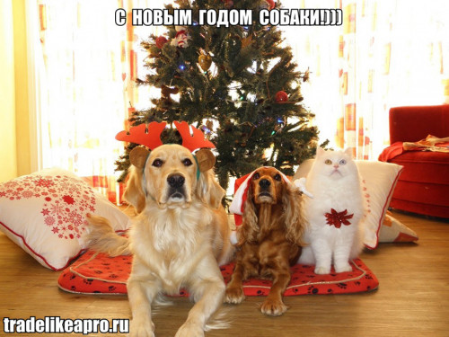 с новым годом, собаки)))