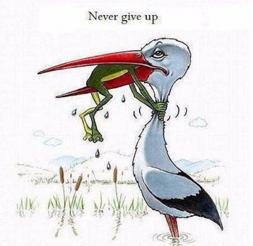 never give up