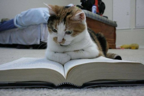 Кот читающий
