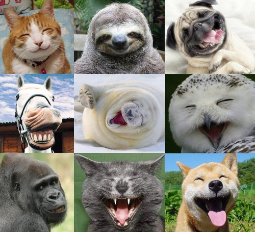 Животные улыбаются