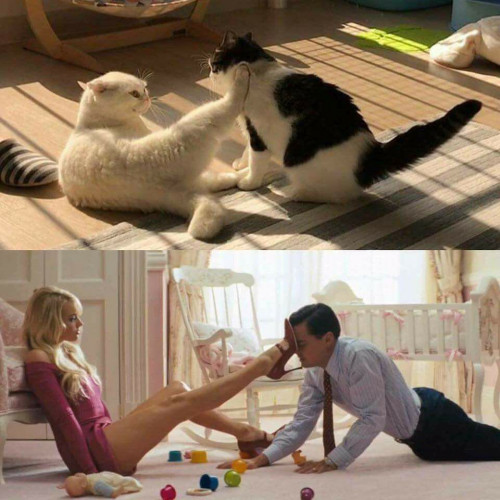 The Cat of Wall Street