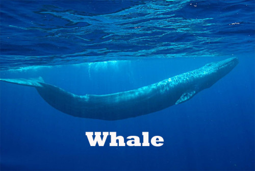 whale_logo.jpg