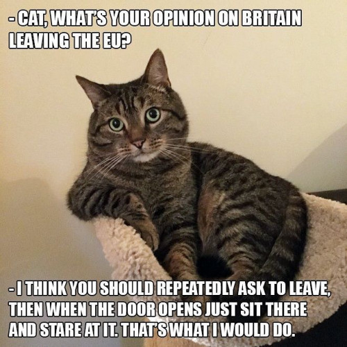 the-opinion-of-the-cat.jpg