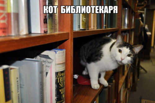 кот библиотекаря