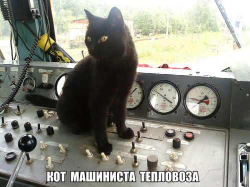 кот машиниста