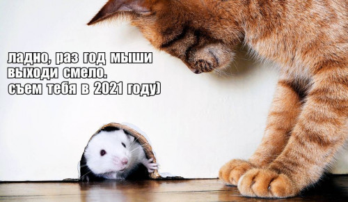 год мыши и кот