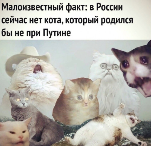 Путин и коты