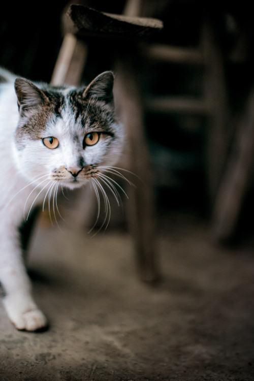 portrait photo of tabby cat 4215159