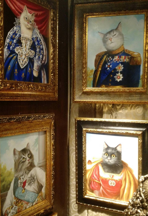Котов портреты