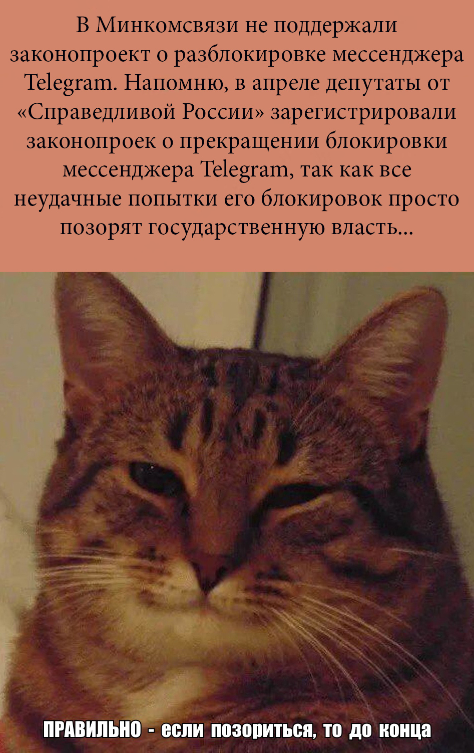 Конечно котиков