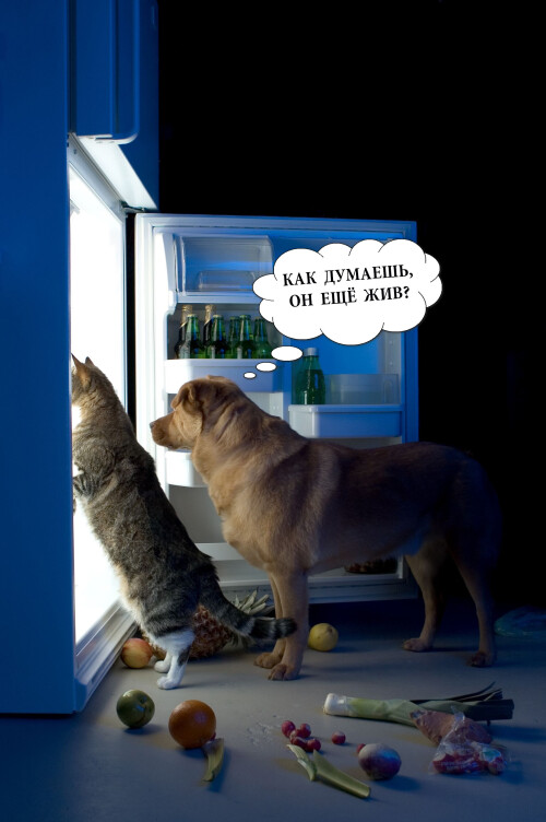 кот, пёс и холодильник